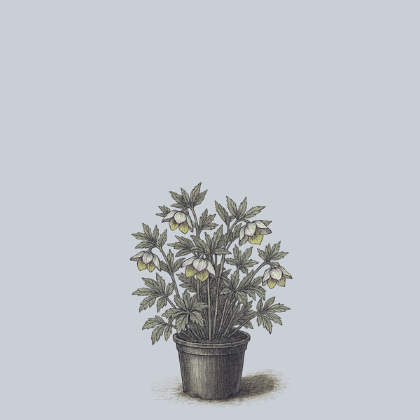 French Kiss Lenten Rose