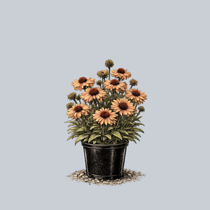 Fresco Apricot Coneflower