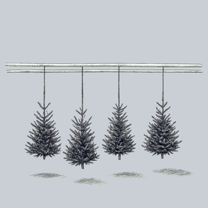 Fresh Cut Fraser Fir Christmas Trees