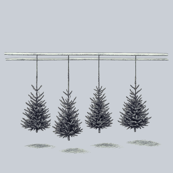 Fresh Cut Fraser Fir Christmas Trees