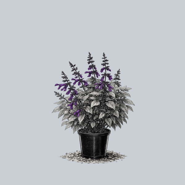 Friendship Sage