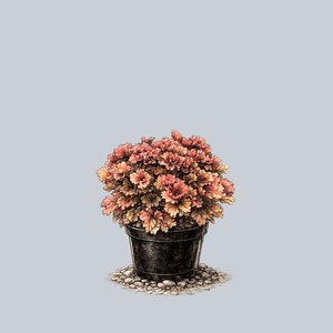 Frilly Coral Bells