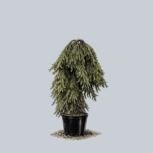 Frohburg Weeping Norway Spruce