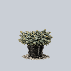 Frondenberg Serbian Spruce