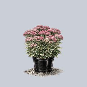 Frosted Fire Autumn Stonecrop