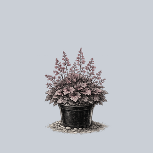 Frosted Violet Coral Bells