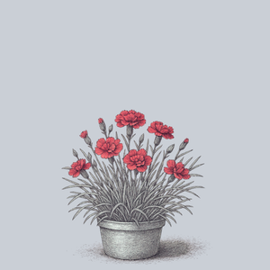 Frosty Fire Dianthus