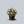 Load image into Gallery viewer, Frosty Potentilla
