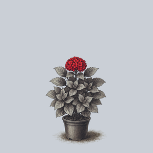 Fuchsia Glow Bigleaf Hydrangea