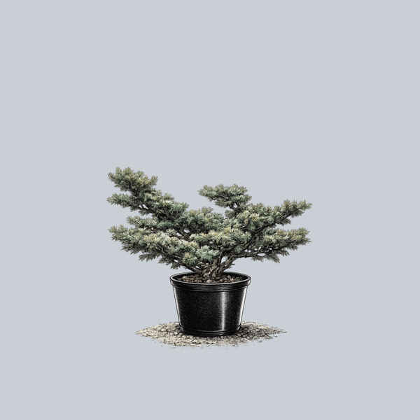 Fukuzumi Japanese White Pine