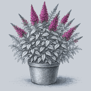 Funky Fuchsia Butterfly Bush