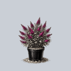 Funky Fuchsia Butterfly Bush