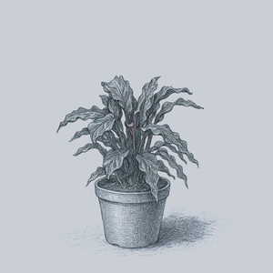 Furry Feather Calathea