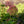 Load image into Gallery viewer, Fairytrail Bride Cascade Hydrangea
