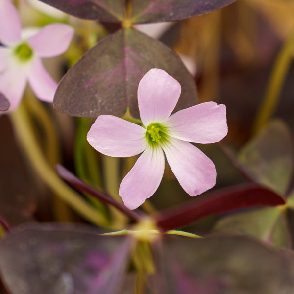 Purple Shamrock