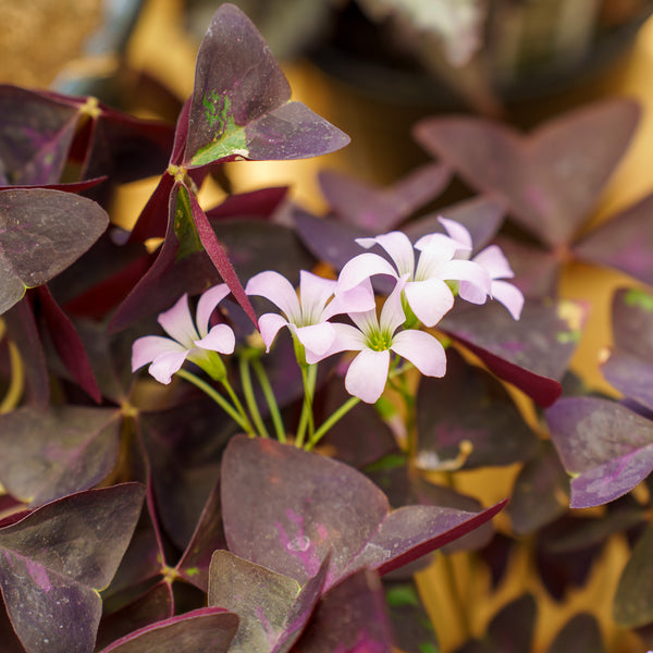 Purple Shamrock