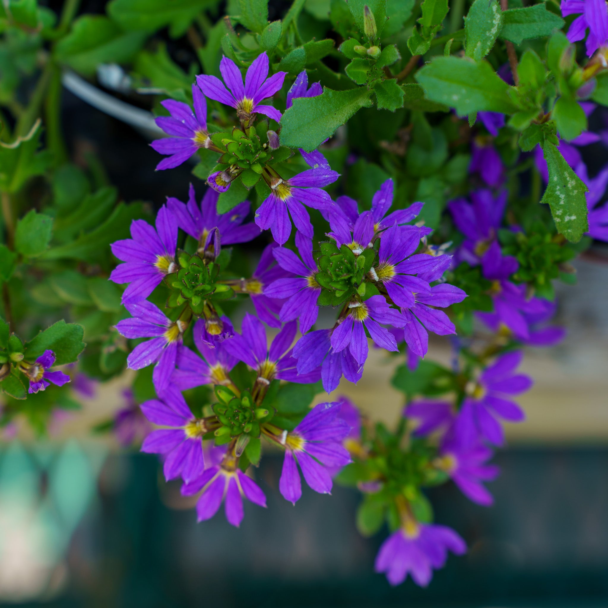 Fan Flower – Plant Detectives