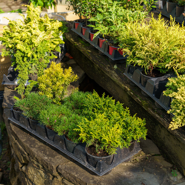 Fanciful Gardens Mini Conifers