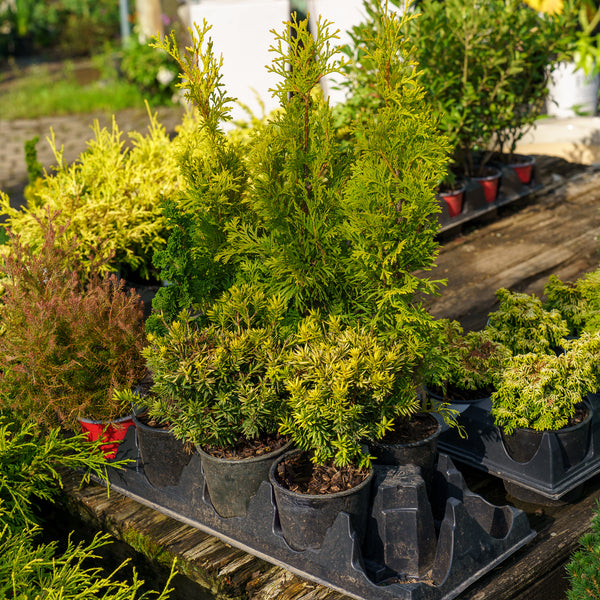 Fanciful Gardens Mini Conifers