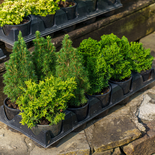 Fanciful Gardens Mini Conifers