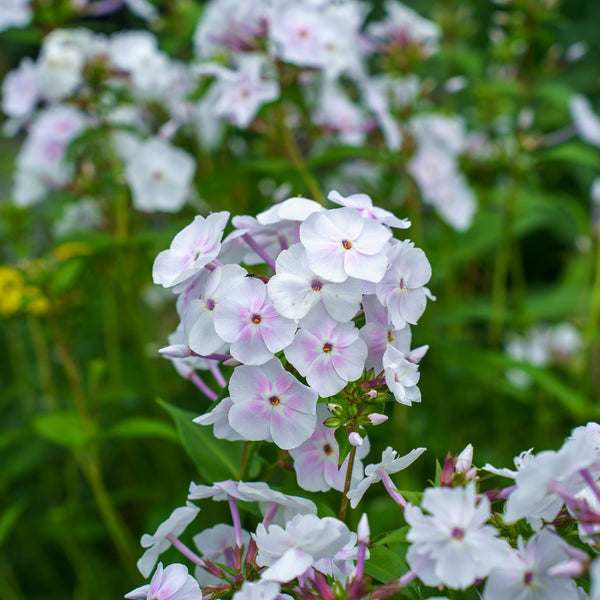 Fashionably Early Crystal Phlox