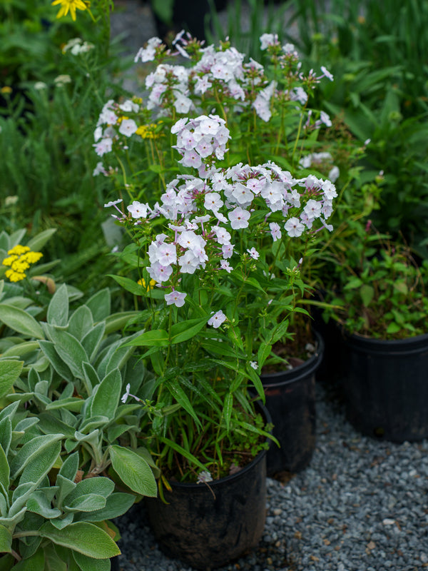 Fashionably Early Crystal Phlox
