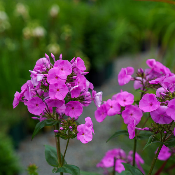 Flamingo Tall Garden Phlox