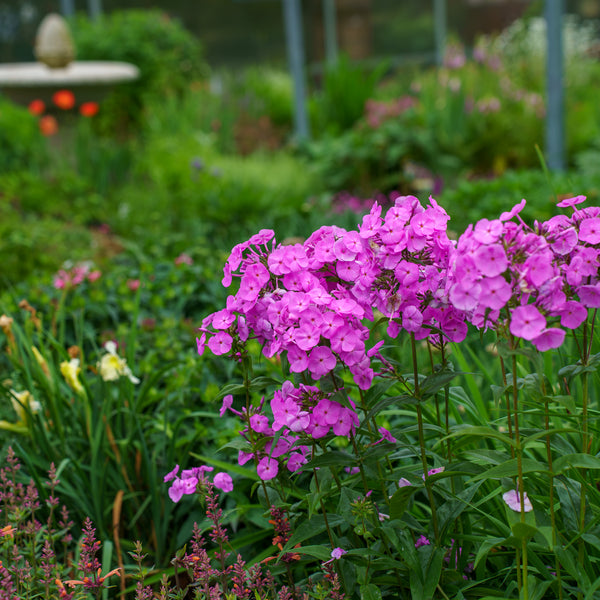Flamingo Tall Garden Phlox