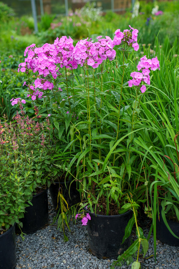 Flamingo Tall Garden Phlox
