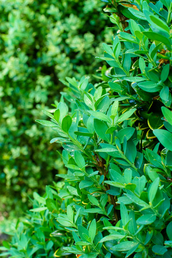 Fastigiata Boxwood - Boxwood - Shrubs