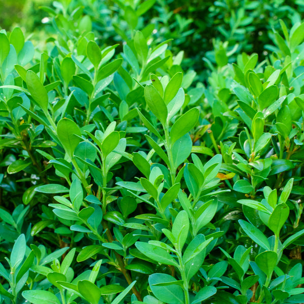 Fastigiata Boxwood - Boxwood - Shrubs