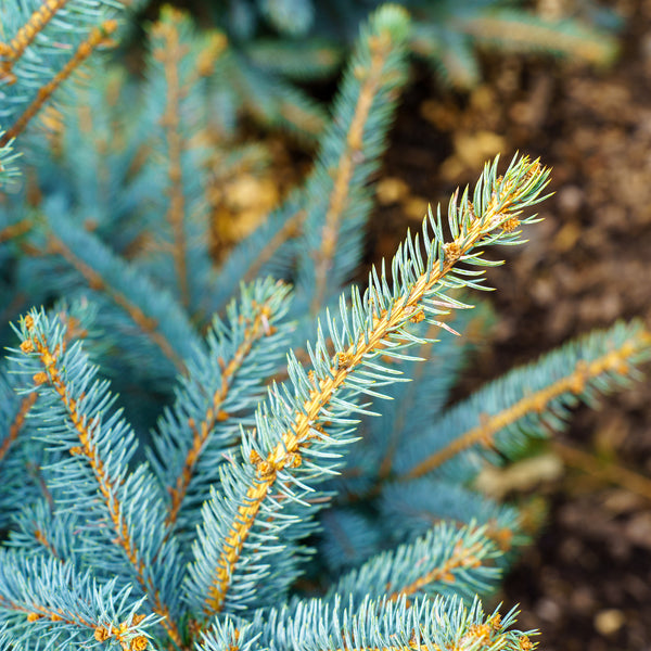 Fat Albert Colorado Blue Spruce - Spruce - Conifers