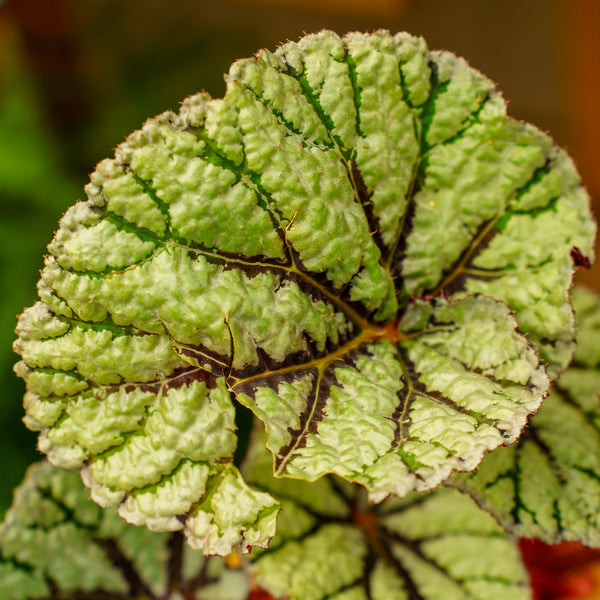 Fedor Rex Begonia