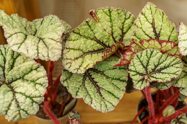 Fedor Rex Begonia