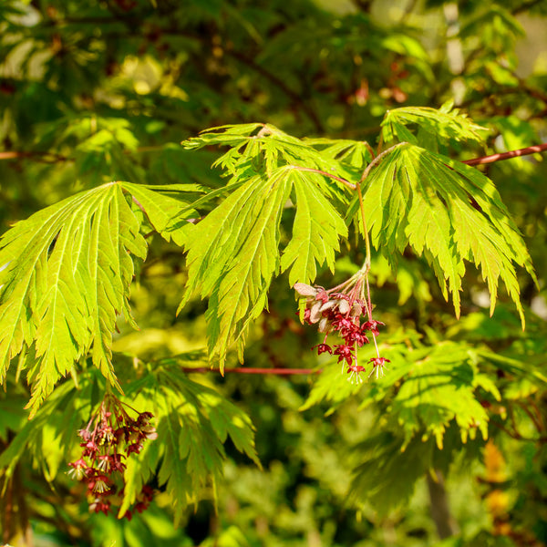 Fernleaf Full Moon Japanese Maple - Japanese Maple - Japanese Maples