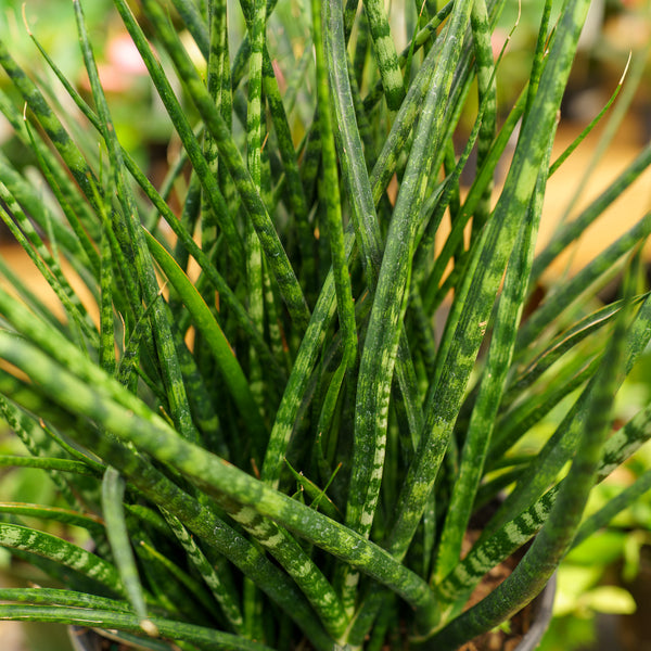 japanese snake plant Mikado Snake Plant – Plant Detectives