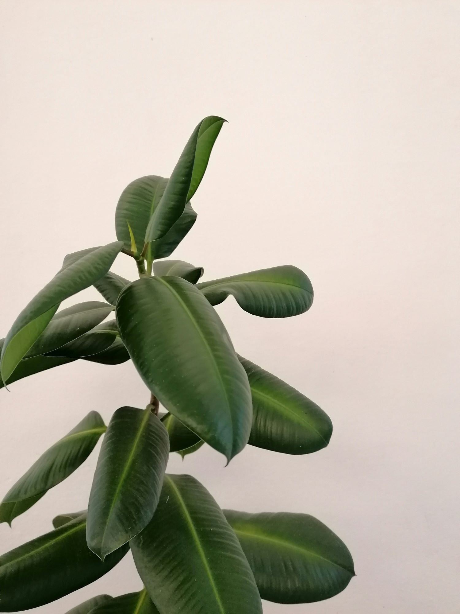 Ficus Individual The Ficus Guide – Plant Detectives