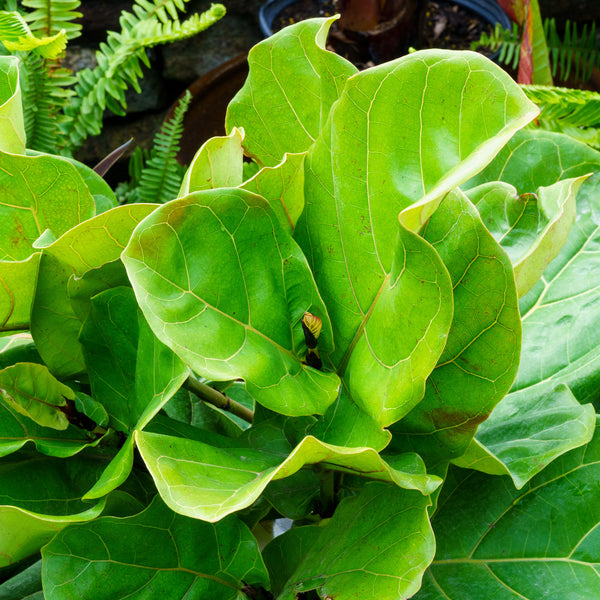 Dwarf Fiddle Leaf Fig