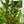 Load image into Gallery viewer, Fiddle Leaf Fig - Ficus - Houseplants
