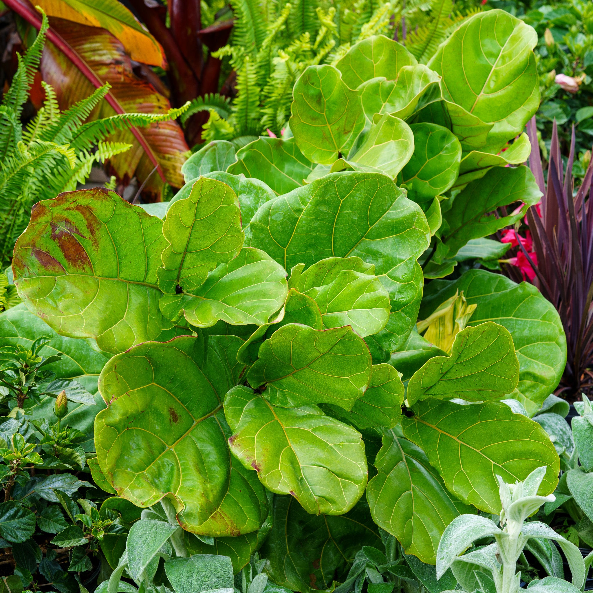 compacta fiddle leaf fig Dwarf Fiddle Leaf Fig – Plant Detectives