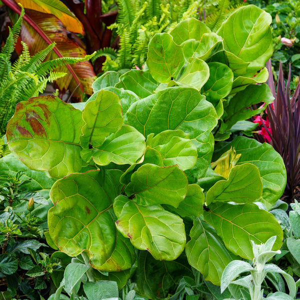 Dwarf Fiddle Leaf Fig