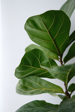 Fiddle Leaf Fig Houseplant