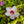 Load image into Gallery viewer, Fiji Rose of Sharon
