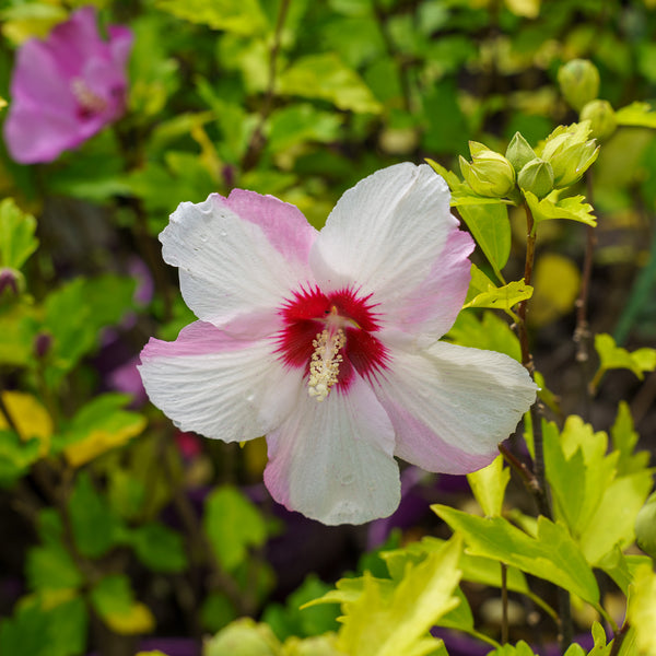 Fiji Rose of Sharon