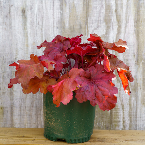 Fire Alarm Heuchera