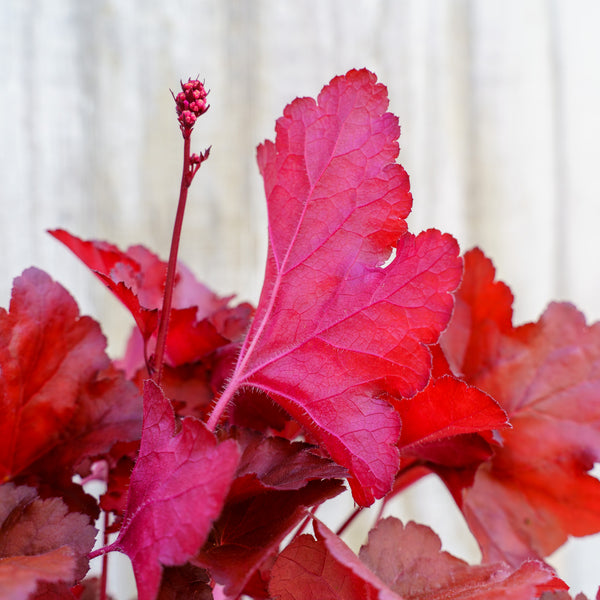 Fire Alarm Heuchera