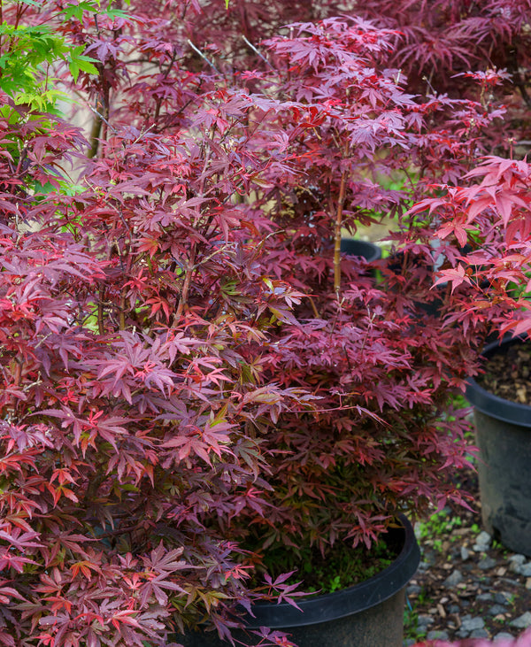 Fireball Japanese Maple - Japanese Maple - Japanese Maples