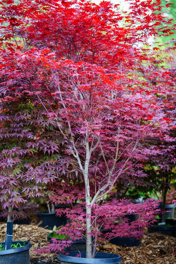Fireglow Japanese Maple