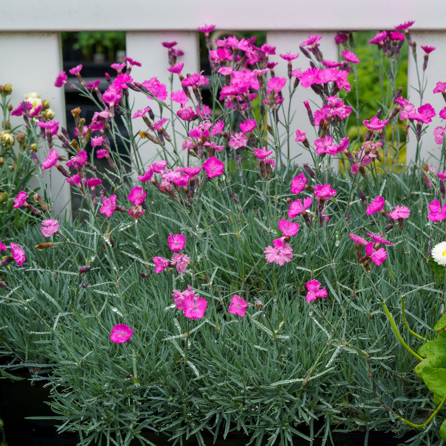 The Dianthus Guide – Plant Detectives