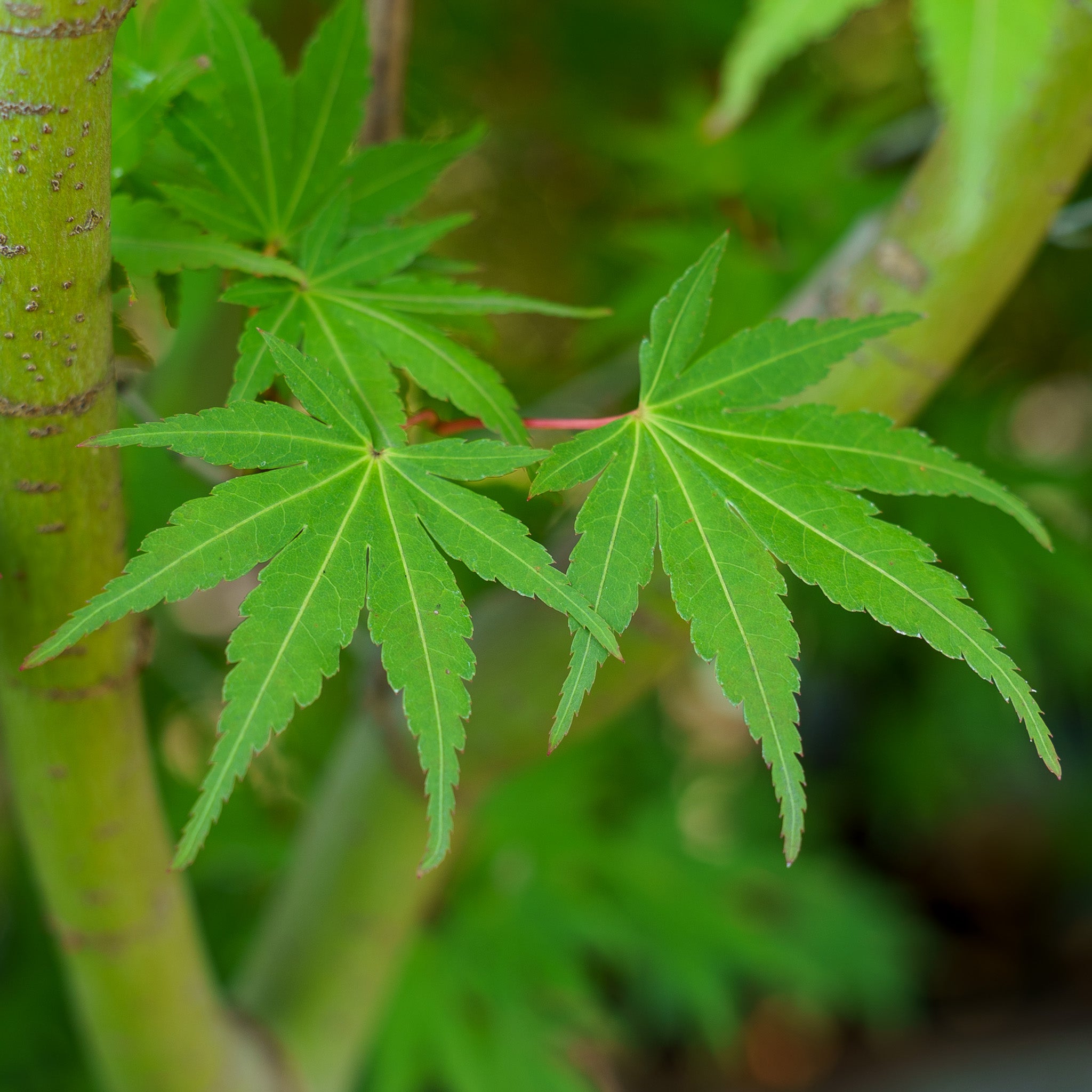 【なっお】①Fourleaf Base FirstFlameMaple_2.jpg?v=1722977129